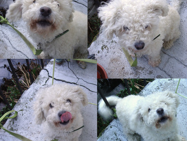 Chien trouvé à Romainville , Caniche