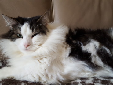 Chat perdu à Fontenay-sous-Bois 94120 : Shaggy, Européen