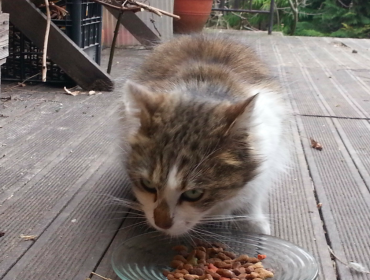 Chat trouvé à Montreuil 93100,