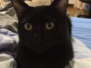 Chat perdu à Paris 75009 : Pablo, Européen