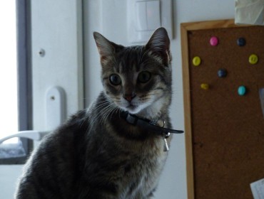 Chat perdu à Montreuil 93100 : Grenouille, Européen