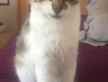 Chat perdu à Vigneux-sur-Seine 91270 : Floki, Européen