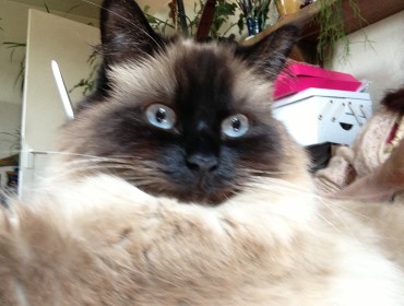 Chat perdu à Montreuil 93100 : Décibel, Sacré de Birmanie