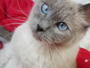 Chat perdu à Montreuil 93100 : Kaya, Siamois