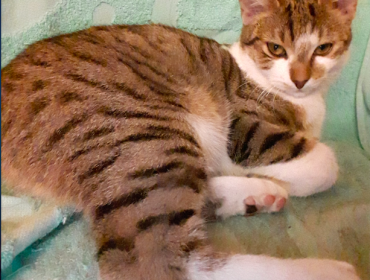 Chat perdu à : Tigron, Européen