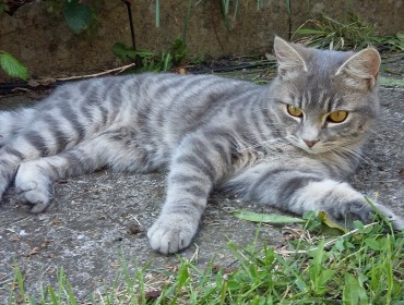 Chat perdu à Montfermeil 93370 : Orion, Européen