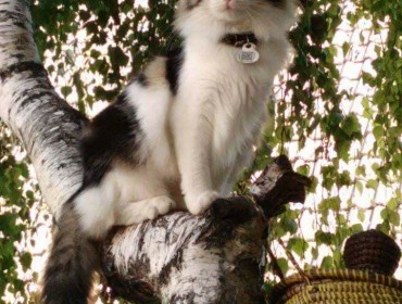 Chat perdu à Champigny-sur-Marne 94500 : Câline, Autre