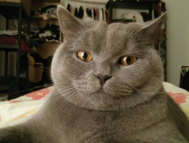 Chat perdu à Fontenay-sous-Bois 94120 : Lardon, British