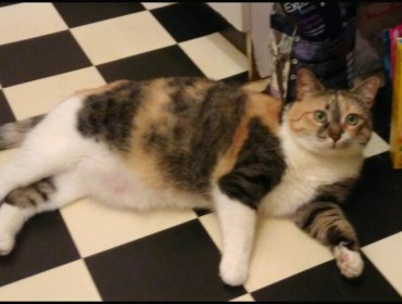 Chat perdu à Montreuil : Lahyène, Européen