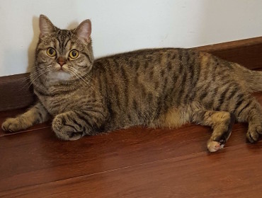 Chat perdu à Paris 75011 : Hortense, Autre