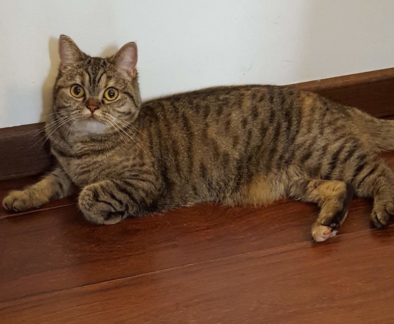 Chat perdu à Paris 75011 : Hortense, Autre