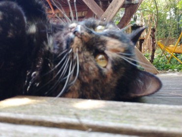 Chat perdu à Paris 75020 : Athènes , Européen