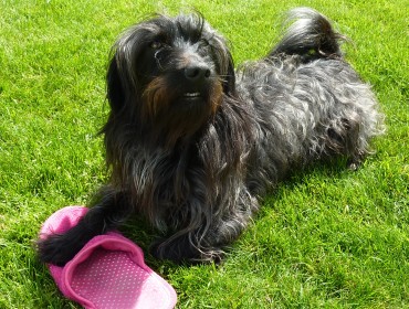 Chien perdu à Challans 85300 : IDEFIX, Griffon