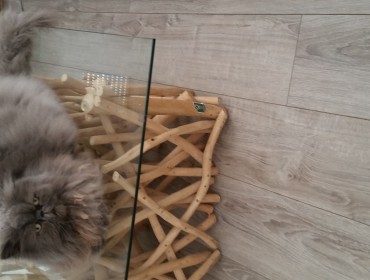 Chat perdu à Triel-sur-Seine 78510 : Ioda, Persan