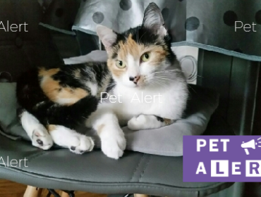 Chat perdu à Bondy 93140 : NALA, Européen