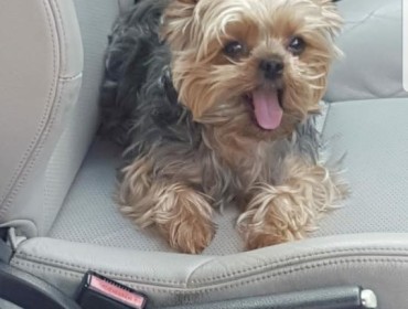 Chien perdu à Vigneux-sur-Seine 91270 : Poupie, Yorkshire Terrier