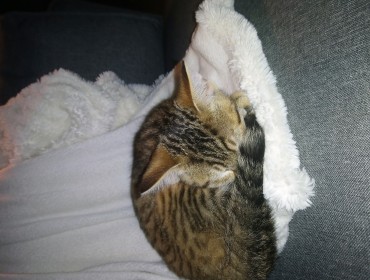 Chat perdu à Batz-sur-Mer 44740 : Caramel, Chat de gouttière