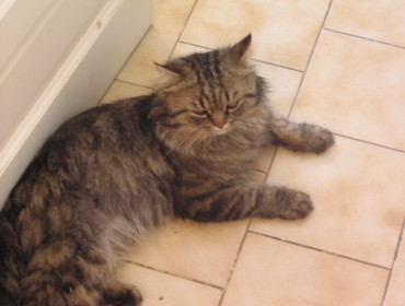 Chat perdu à Saint-Laurent-Médoc 33112 : Mistigri, Persan