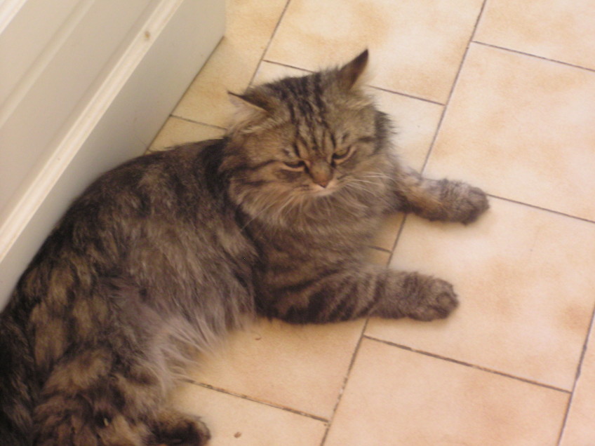 Chat perdu à Saint-Laurent-Médoc 33112 : Mistigri, Persan