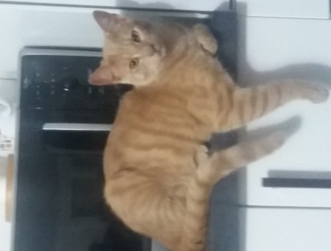 Chat perdu à Paris : Kiko, Européen