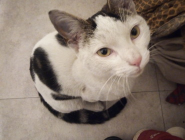 Chat trouvé à Romainville 93230, Chat de gouttière