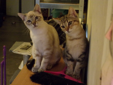 Chat perdu à Épinal 88000 : Brownies, Chat de gouttière