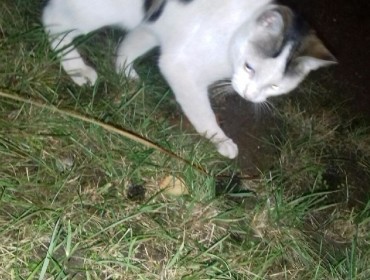 Chat trouvé à Bagnolet 93170, Européen