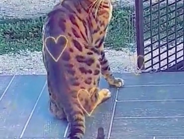 Chat perdu à Martigues 13500 : Larssen, Bengal