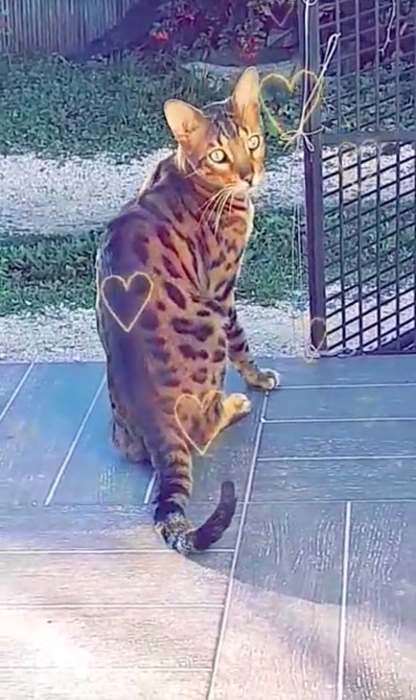 Chat perdu à Martigues 13500 : Larssen, Bengal