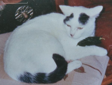 Chat perdu à Drancy 93700 : Timi, Européen