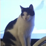 Chat perdu à Romainville 93230 : LULU, Européen