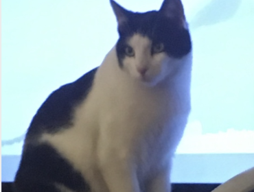 Chat perdu à Romainville 93230 : LULU, Européen