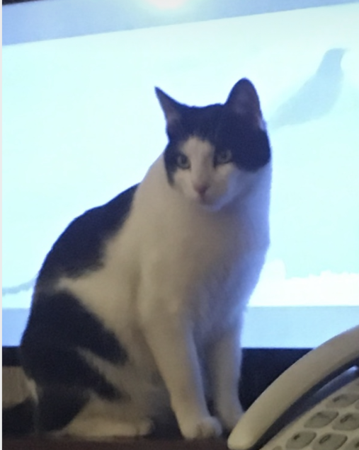 Chat perdu à Romainville 93230 : LULU, Européen