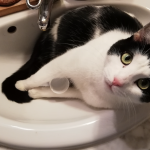 Chat perdu à Romainville 93230 : LULU, Européen