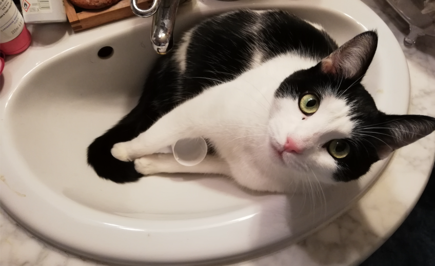 Chat perdu à Romainville 93230 : LULU, Européen