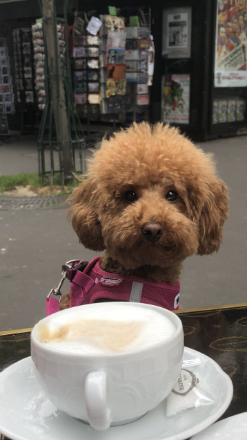Chien perdu à Paris 75116 : Mishka, Caniche
