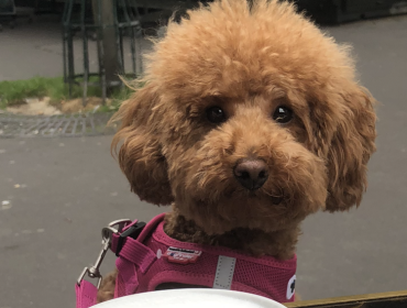 Chien perdu à Paris 75116 : Mishka, Caniche