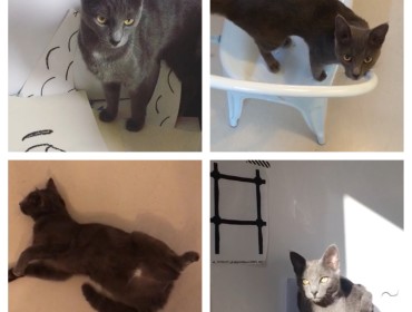 Chat perdu à Montreuil 93100 : Eleven, Autre