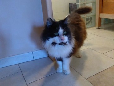 Chat trouvé à Sainte-Marie-de-Ré 17740, Européen