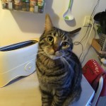 Chat perdu à Créteil 94000 : Octave , Européen