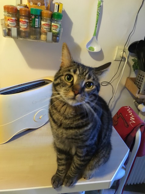 Chat perdu à Créteil 94000 : Octave , Européen