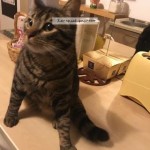 Chat perdu à Créteil 94000 : Octave , Européen