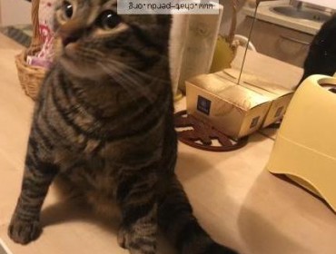 Chat perdu à Créteil 94000 : Octave , Européen