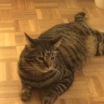 Chat perdu à Créteil 94000 : Octave , Européen