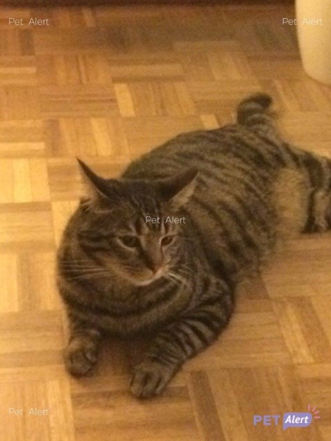 Chat perdu à Créteil 94000 : Octave , Européen