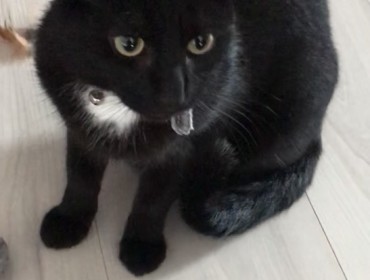 Chat perdu à Montreuil 93100 : Oslo, Européen