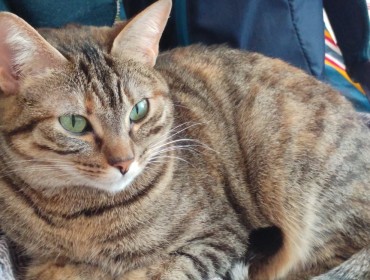 Chat perdu à Fontenay-sous-Bois 94120 : Matcha, Européen