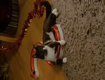 Chat perdu à Joinville-le-Pont 94340 : Charlie, Européen