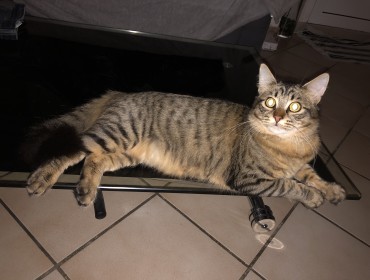 Chat perdu à Pontault-Combault 77340 : Tomy , Chat de...