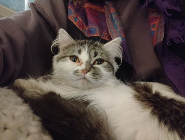 Chat perdu à Noisy-le-Grand 93160 : NUSHKA, Persan